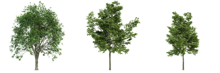 various tree isolated on white, photorealistic render