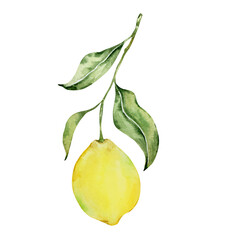 Watercolor juicy lemon on a branch with leaves