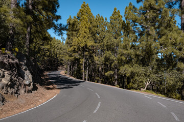 Empty curvy road going through. green forest of trees during summer, in tenerife, spain	