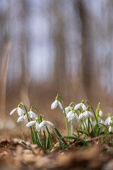 Snowdrops, Podyji, Southern Moravia, Czech Republic