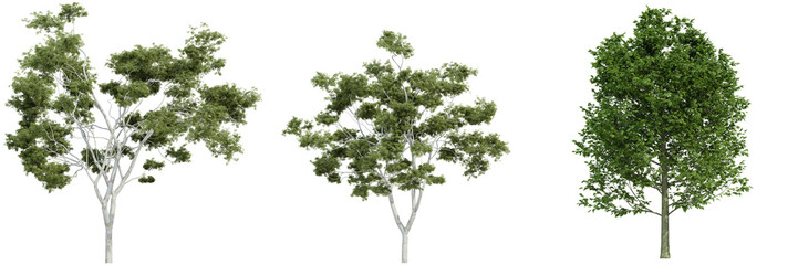 Fototapeta na wymiar various tree isolated on white, photorealistic render