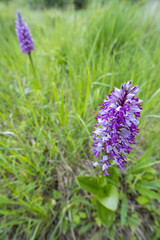 wild orchid in White Carpathian Mountains, Czech Republic