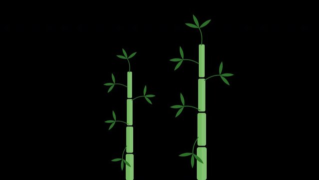 Green bamboo tree icon loop Animation video transparent background with alpha channel