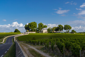 Typical vineyards near Chateau Pichon Longueville Comtesse de Lalande, Bordeaux, Aquitaine, France