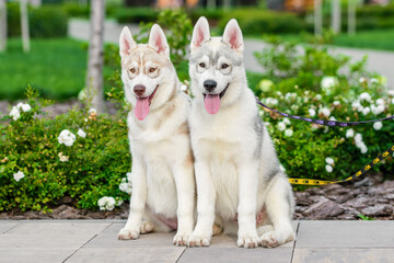 two Siberian husky puppies on colored leashes sitting near flower bed in the park in summer © Sofiia