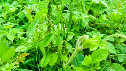 Wild plant in tropical forest
