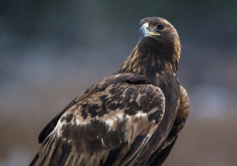 Golden eagle portrait in winter bog scenery