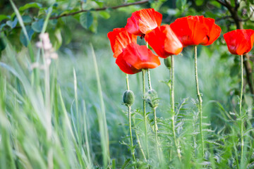 red poppies in the field