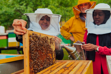 Business partners with an experienced senior beekeeper checking the quality and production of honey...