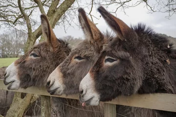 Fotobehang three donkeys in a line with heads over wooden fence. cute mule donkeys in field waiting to be fed  © Paul Cartwright
