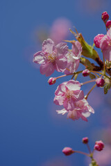 東京港区赤坂5丁目の河津桜