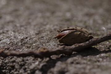 東京赤坂にある氷川神社のどんぐり