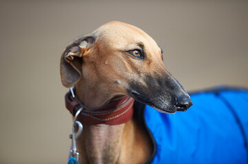 Greyhound portrait at field