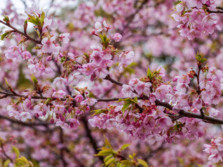 Naklejka premium 河津桜