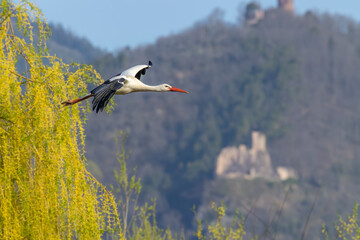 White stork (ciconia ciconia), early spring near Hunawihr, Alsace, France
