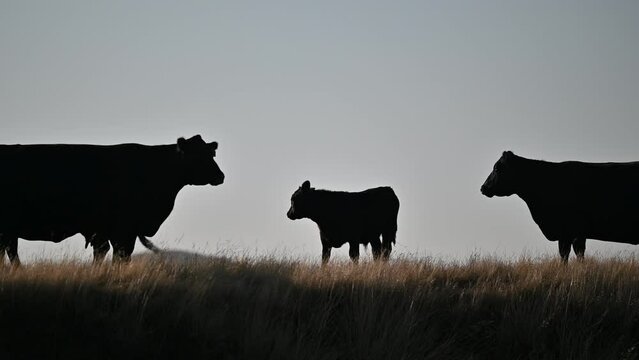 Cows grazing on grass in a field on a farm in Australia. Australian agriculture working with soil carbon