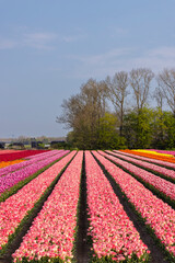 Fototapeta na wymiar Field of tulips near Lemmer, Friesland, Netherlands