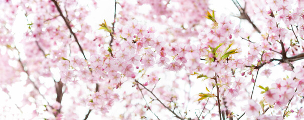 満開の桜の花　河津桜　日本の春　パノラマ