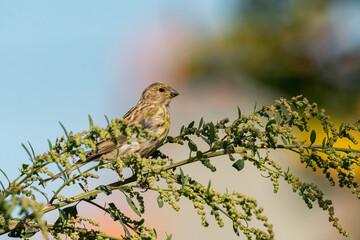 European serin (Serinus serinus) female bird eating wild plant seeds