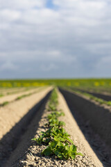 Fototapeta na wymiar Spring view of potato field just after planting, Netherlands