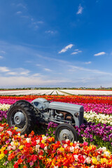 Field of tulips with old tractor near Keukenhof, The Netherlands