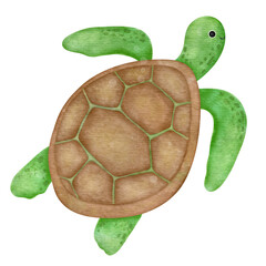 Watercolor Turtle illustration isolated on transparent background, cute turtle drawing