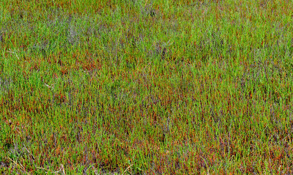 Salicornia europaea, known as common glasswort or just glasswort, is a halophytic annual dicot which grows in various zones of intertidal salt marshes. Kuyalnik Estuary