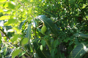 Vegetables in my backyard