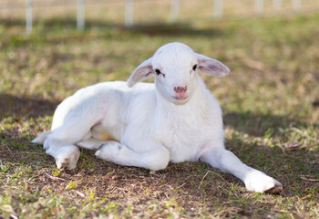 Happy Katahdin sheep lamb laying on grass