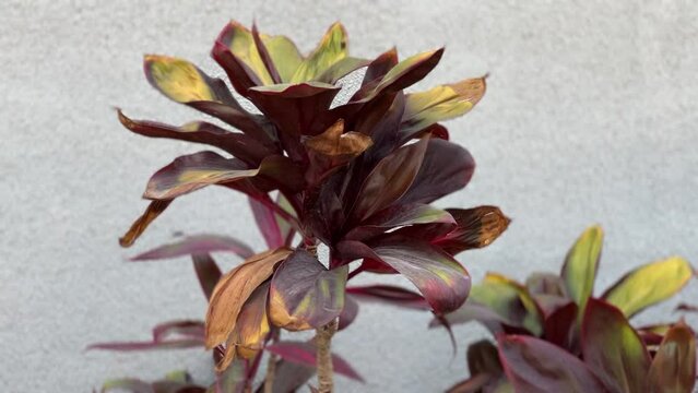 Copperleaf plant close up