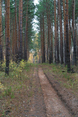 A country road in a pine forest in autumn.