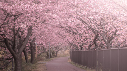 静岡県 河津桜まつり 桜トンネル