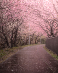 静岡県 河津桜まつり 桜トンネル