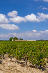 Fototapeta na wymiar Typical vineyards near Chateau Latour, Bordeaux, Aquitaine, France