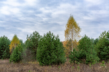 The beauty of autumn forests of pine and birch.