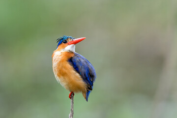 Malachite kingfisher (Corythornis cristatus) fishes from a reed near Olifants River in Kruger National Park in South Africa. Green blurry background.                            