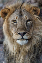 Obraz na płótnie Canvas Portrait of a Lion (Panthera leo) male in a Mashatu Game Reserve in the Tuli Block in Botswana
