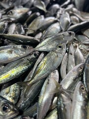 Live Fish at the Thai Market