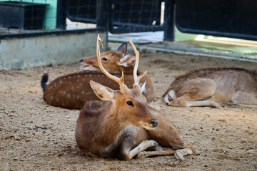Beautiful axis deer in the nature habitat in Thailand.Beautiful axis deer close up.