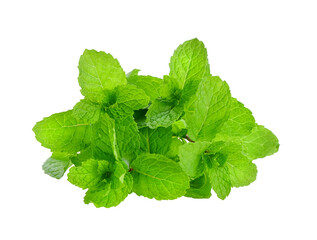 mint leaf on transparent png