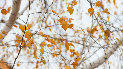 autumn birch leaves. beautiful autumn background. dry leaves. Birch trunk and leaves in autumn. in a park or forest. nature, season. selective focus. natural autumn background