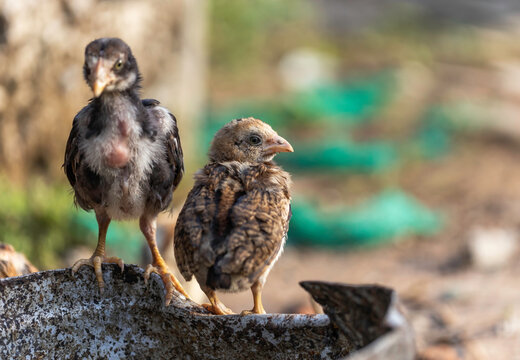 Small chicks waiting for food