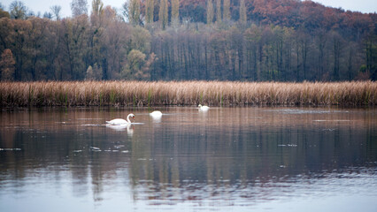 Fototapeta premium Swan. bird on the water. white swans swims in a lake. big beautiful swans floats on the river on a beautiful autumn, sunny day. wild bird, natural background. family of white swans