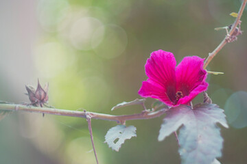 color of the spring
