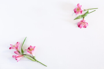 Composition of flowers. Pattern of alstroemeria flowers on a white background. Flat lay, top view, rectangle. place for an inscription or image in the center.
