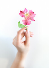 Obraz na płótnie Canvas Graceful fingers hold a beautiful bright pink flower on a white background. Vertical pastel photograph of a hand holding Alstralmeria.