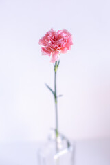 Photo of a pink flower in a vase on a blurred background. Wallpaper for the screen.