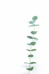 Photo of a branch of eucalyptus on a white background with a shadow.