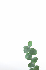 Branch of green eucalyptus on white color mockup.