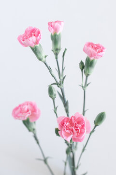 Bouquet of small flowers on a white background. Photo of a carnation with blur. Vertical picture for a phone screensaver.
